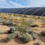 Planta cerca de la extinción se recuperó tras la instalación de un proyecto de energía solar (ING)