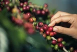 La cafeína natural es más efectiva que la cafeína sintética