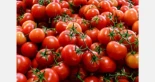 El sector del tomate denuncia la "desaparición" de datos de importación desde Marruecos