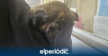 Encuentran un cachorro con las orejas amputadas deambulando por las calles de Albal