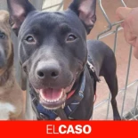 Roba dos perros de la protectora de animales de Badalona por encargo: uno lo vende y el otro lo abandona