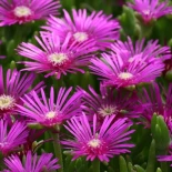 Delosperma cooperi