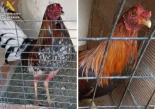 Dos investigados en Torre Pacheco por mutilar gallos de pelea y poseer jilgueros