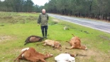 Un ganadero de Baiona denuncia la muerte de sus cabras tras comer restos de poda de hortensias