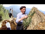 El centeno más resistente, el de antaño. Cultivo de este cereal y su almacenamiento en "niedas"