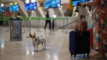 La Unión Europea endurece los requisitos para desplazarse con animales de compañía