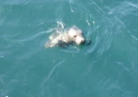 La cría de foca gris varada en la playa de Cadavedo ya nada en libertad tras recuperarse de una neumonía en el Acuario de Gijón