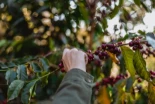 ¿El café es una fruta?