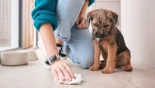 ¿Por qué mi perro marca el territorio en casa? Cómo evitarlo
