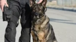 Policía será procesado por hacer que su perro muerda a un manifestante pro-Palestina en Radboud Univ. [ENG]