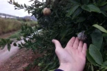 Los daños en el campo se disparan: 250% más de hectáreas siniestradas en dos meses a causa de las borrascas