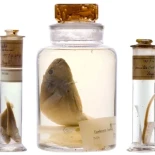 Desvelando los secretos de los frascos de Darwin sin abrirlos