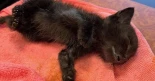 La Policía Local de La Línea encuentra una cría de gato agonizando dentro de una bolsa de plástico