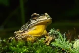 Diez años de media en describir especies nuevas de anfibios: este retraso pone en riesgo su conservación
