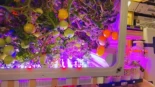 Cultivar alimentos en el espacio ya no es una idea futurista. La estación Tiangong acaba de cosechar tomates y demuestra que vivir fuera de la Tierra empieza a ser técnicamente posible