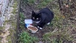 Denuncian la muerte a golpes y veneno de dos gatos en Monte Porreiro