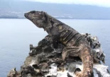 Canarias activa un plan millonario para salvar los lagartos gigantes de El Hierro y Tenerife