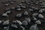 Una de las 100 especies más dañinas del mundo se ha instalado en España. Es una monísima tortuga doméstica