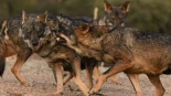 Los lobos están haciéndose cada vez más numerosos en España y en una década han duplicado los ejemplares