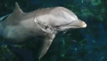 Hallan químicos de pantallas LCD en el cerebro de delfines y marsopas
