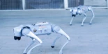Perros robots con un precio de 300,000 $, cada uno, ahora están protegiendo algunos de los centros de datos más grandes del país [ENG]