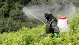 Cómo la necesidad de más munición de guerra beneficia al herbicida glifosato