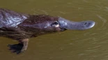 Los ornitorrincos ponen huevos, son fluorescentes, perciben señales eléctricas con el pico y ahora se sabe que tienen melanosomas huecos, algo hasta ahora único de aves [ITA]