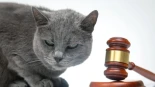 Animales juzgados en tribunales medievales: cuando cerdos o ratas eran condenados por "delitos"