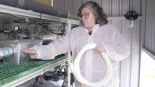 Un proyecto español logra capturar hasta el 98% del amoníaco producido por las granjas y lo convierte en fertilizante