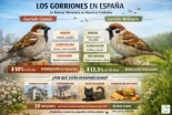 Día Mundial del Gorrión 2026: por qué están disminuyendo los gorriones en España