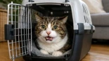 Si llevas a tu gato en un trasportín y comienza a maullar, temblar y salirle espuma por la boca, es posible que esté sufriendo [ITA]