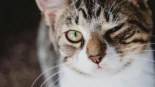 Un estudio de la Universidad de Yamaguchi revela al fin por qué los gatos caen siempre de pie