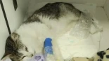 El gato Valentín murió tras no poder sobrevivir a 19 disparos
