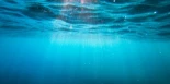 El microbioma del océano: cuando un órgano invisible decide quién sobrevive