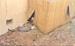 La asociación Bonamiko denuncia el envenenamiento de ocho gatos que vivían en una colonia autorizada en Cuenca