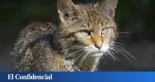 Hemos salvado al lince, pero estamos a punto de perder al gato montés