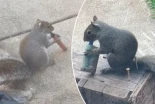 Las ardillas están "vapeando" cigarrillos electrónicos, confundiendo los aromas con su alimento [Eng]
