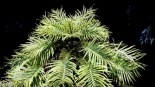 El pino Wollemi, una planta excepcional y misteriosa sacada de otro planeta