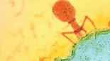La solución a las infecciones resistentes puede estar en unos virus rescatados de aguas residuales