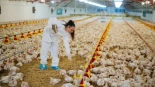 Detectan en Italia el primer caso en Europa de gripe aviar A en humanos