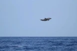 El Michael Jordan de los delfines