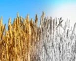 Estamos dejando que las grandes corporaciones jueguen con nuestras vidas. Actuemos ahora o podemos quedarnos sin alimentos [ENG]
