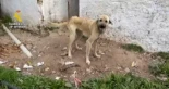 La Guardia Civil investiga a 18 personas por el maltrato de 75 perros en Cádiz: les encontraron encadenados a árboles o bidones oxidados a la intemperie