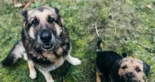 Un hombre tendrá que pagarle 60 euros al mes a su exmujer por cada perro en común: la Justicia avala una pensión por el mantenimiento de los animales tras su divorcio