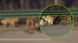 Siete perros escapan de traficantes en China liderados por un Corgi para volver a casa