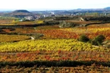Ya no bebemos vino, así que Europa tiene una receta para acabar con la crisis del sector: arrancar viñedos en La Rioja