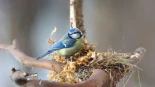Esta especie de pájaro usa colillas de cigarro para proteger su nido de las plagas