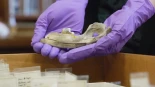Los perros conviven con los humanos desde mucho antes de lo pensado: 15.000 años