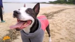 Osiris, un perro olvidado por su condición de peligroso PPP que ha conseguido un hogar