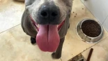 Recuperan en mal estado a dos perros en Águilas tras el aviso de una protectora